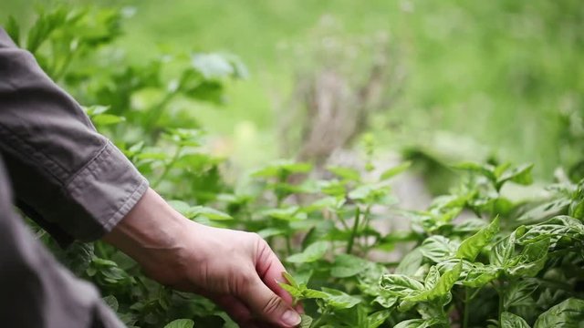 Woman farmer cutting herbs