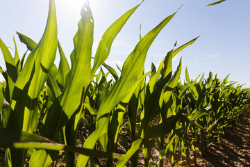 green leaves of corn