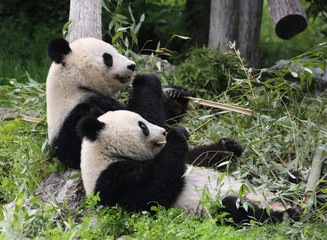 Obraz na płótnie Canvas Panda bear eating and relaxing