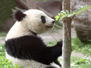 Obraz premium Miś Panda je i relaksuje