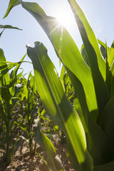 sun shining through green corn