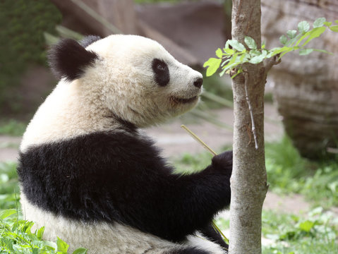 Panda bear eating and relaxing