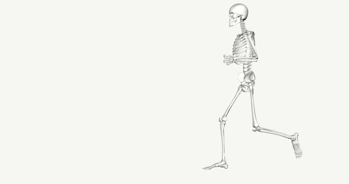 3D skeleton in white on a white background running in loop. Side view. anatomy of a man's race with the reconstructed movements in digital animation.