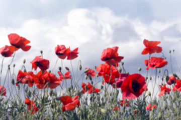 Fototapeta na wymiar Blurred background of flowers Red poppies blossomagainst cloudy sky. soft light. Natural drugs. Soft focus blur