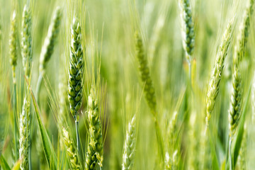 Obraz premium Green field of wheat. Selective focus, blur.