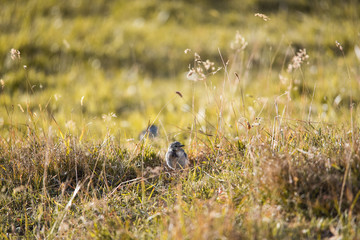 The white wagtail