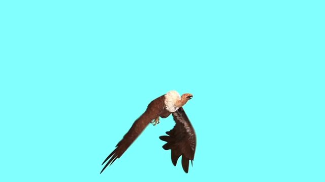 Vulture Bird Predatory Flying cycle Blue Screen 3D Rendering Animation