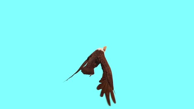 Vulture Bird Predatory Flying cycle Top Blue Screen 3D Rendering Animation