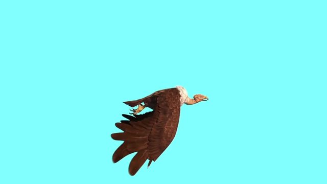 Vulture Bird Predatory Flying cycle Side Blue Screen 3D Rendering Animation
