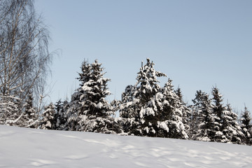 Snow-covered Christmas trees on a clear winter day