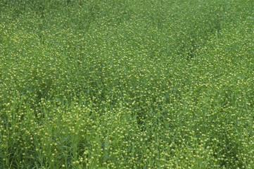 Feld mit blühendem Lein