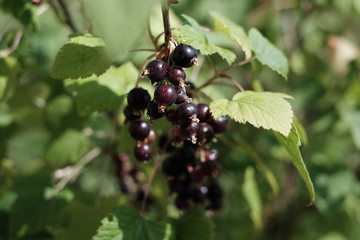Black  currents branch with green leaves   © lelechka