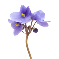 Fototapeta na wymiar blue african violet