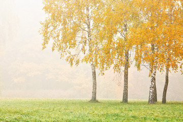 Birches in the city park on a foggy morning, beautiful autumn landscape