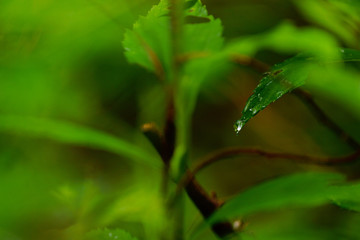 雨上がりの新緑の葉と水滴