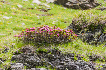 Bernina, Alpenrose, Alpen, Schweizer Berge, Engadin, Wanderweg, Bergblumen, Graubünden, Sommer, Schweiz
