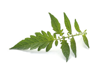 Obraz premium Leaf of tomato isolated on white