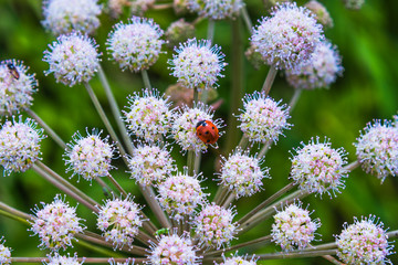 Naklejka premium Ladybirds on a flower of White Angelica (Angelica arguta) on a summer day, close-up