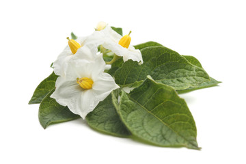 Flowers of potato isolated on white