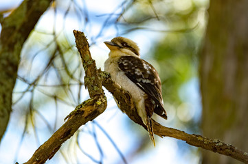 Kookaburra Up Branch