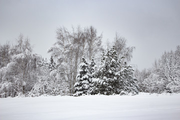 Snow covered trees in winter forest after snowfall