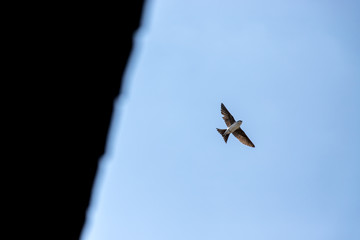 Jaskółka okonówka © andsko