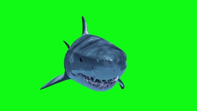 White Shark Attack Loop Front Green Screen 3D Rendering Animation