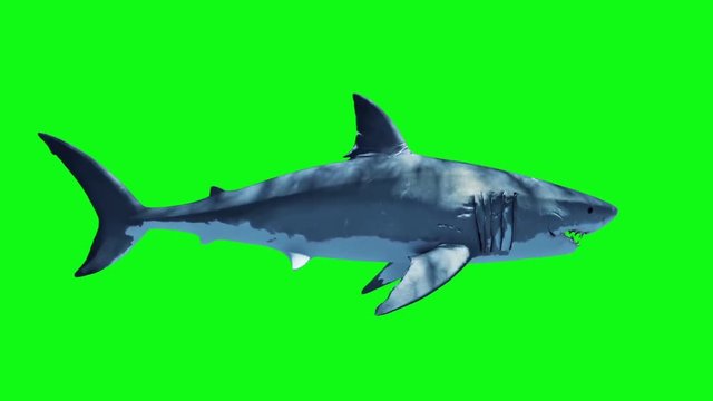 White Shark Attack Loop Side Green Screen 3D Rendering Animation