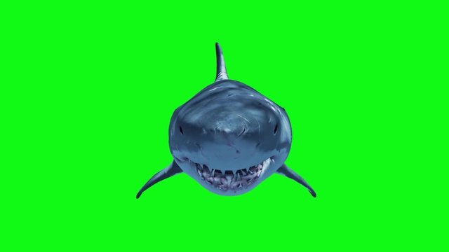 White Shark Swim Fast Loop Front Green Screen 3D Rendering Animation