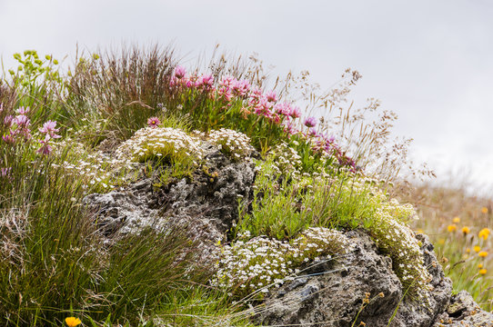 Graub&uuml;nden, Wiesenklee, Rotklee, Bergwiese, Bergflora, Bergkr&auml;uter, Alpen, Schweizer Berge, Wanderweg, Nationalpark, Sommer, Schweiz