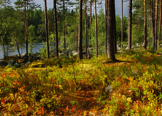 Pine forest with bilberry bushes Karelia