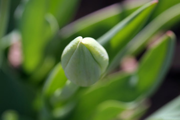 Tulpenknospe