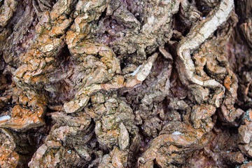 The curves of the texture of tree bark close up