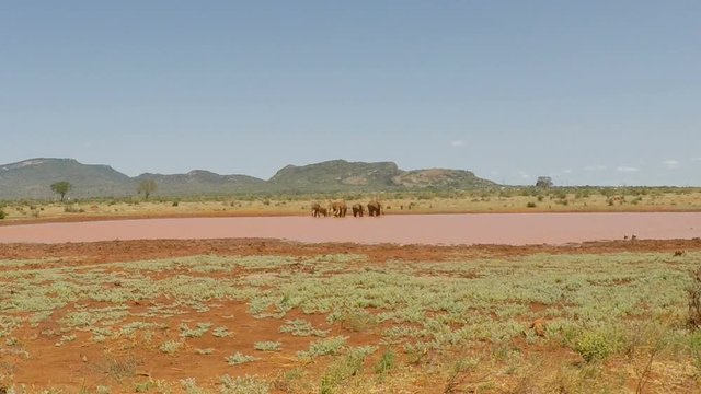 red elephants of kenya