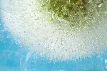frozen flora abstract