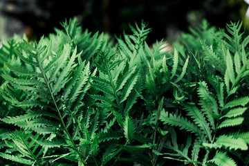 Beautiful flowers in UT Garden