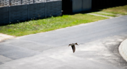 Jaskółka okonówka © andsko