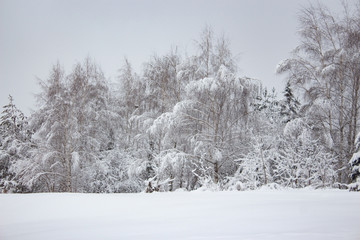 Snow covered trees in winter forest after snowfall