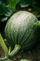 Close Up Of Ripe Green Zucchini Or Courgette In Summer Garden.