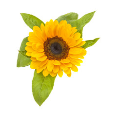 single sunflower isolated