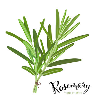 Branch of green rosemary leaves on white background. Vector set of element for advertising, packaging design of condiment products.