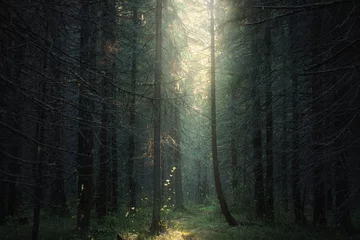 Foto op Plexiglas zonlicht in het donkere bos © smolskyevgeny
