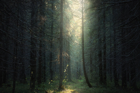 Fototapeta sunlight into the dark forest