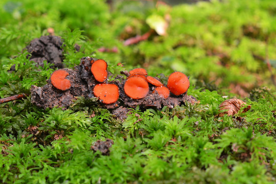 Scutellinia scutellata mushroom