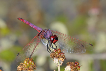 Violet Dropwing - Trithemis annulata, Crete