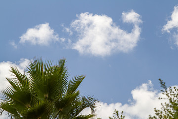 Blue sky and palm tree