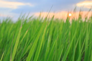 landscape sun sunrise sunset green  background