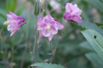 Fototapeta na wymiar flowers aquilegia
