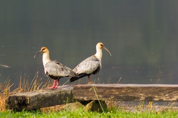 Two long beak bandurria birds standing on thick wood bench facing in opposite directions by Cutipay River in Valdivia, Chile. Nature animal wildlife concept