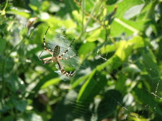 macro ragno